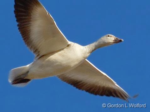 Snow Goose In Flight_72678.jpg - Snow Goose (Chen caerulescens) in flight Photographed in the Bosque del Apache National Wildlife Refuge near San Antonio, New Mexico, USA.